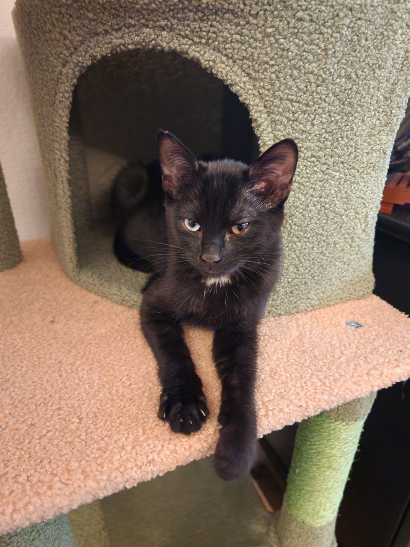 A black kitten with one blue and one hazel eye sitting in a cat tree.