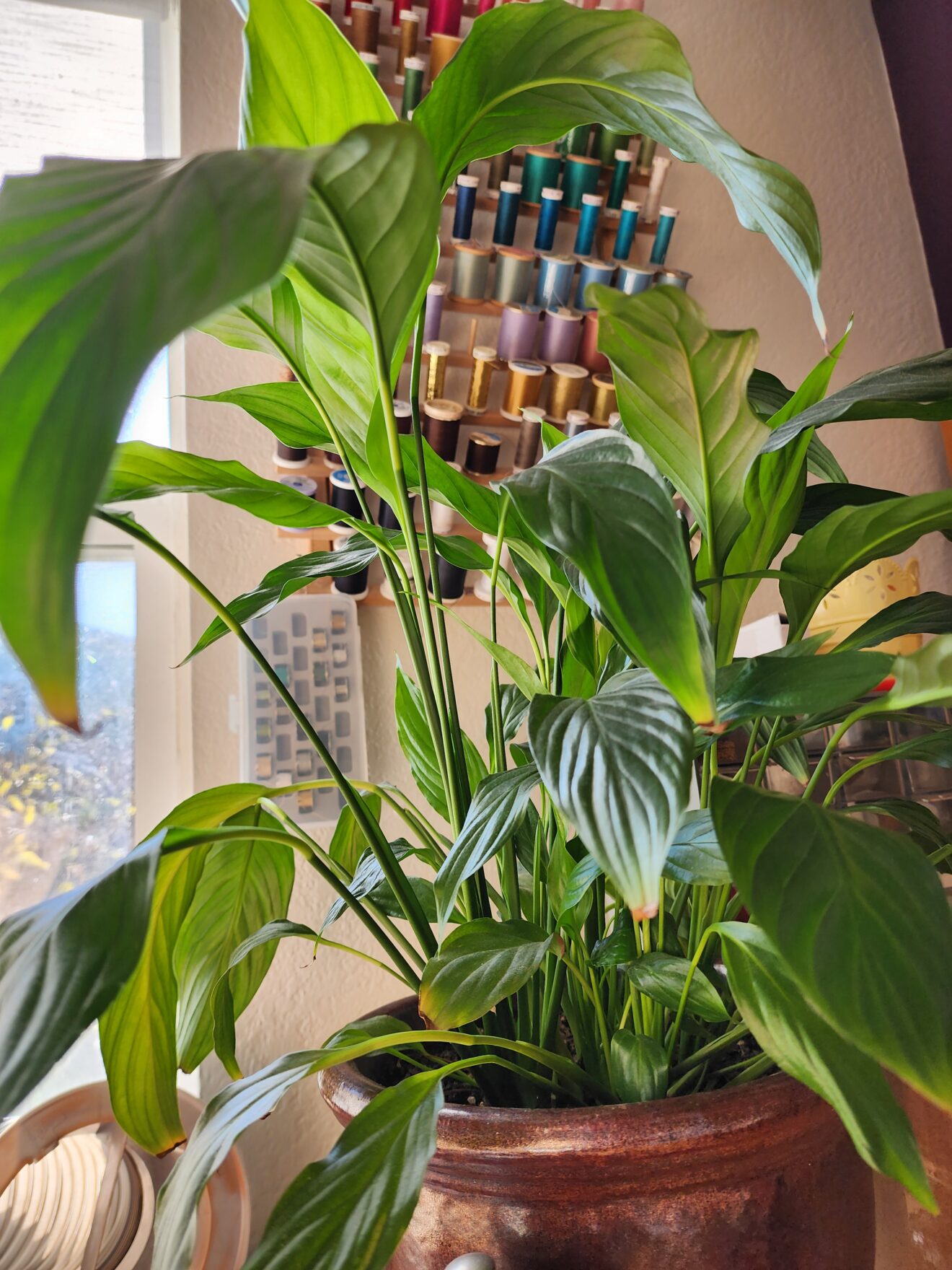 A large peace lily with leaves of a large variety of sizes.