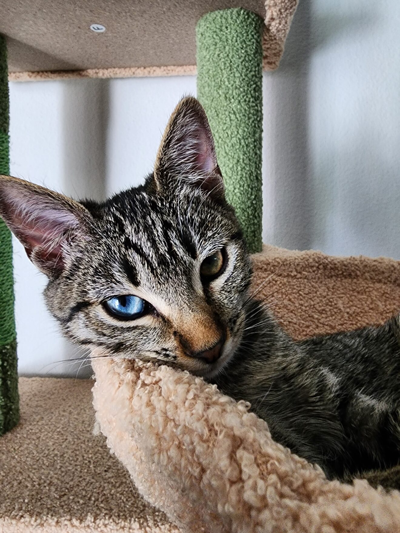 A tabby cat with one blue and one hazel eye laying in a tan cat bed.