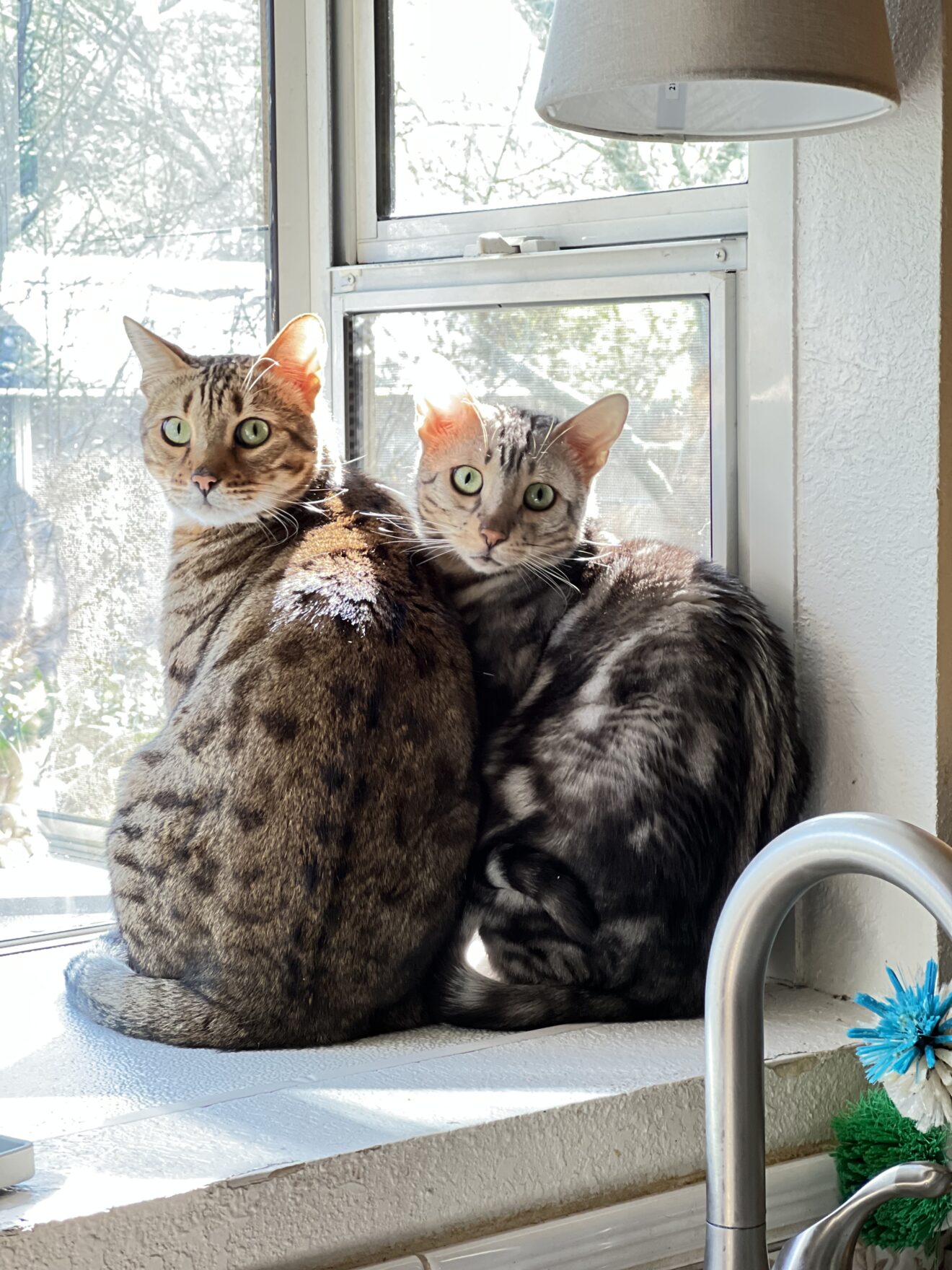 Two Bengal cats sitting in a sunny window above a kitchen sink, looking over their shoulders at the camera.