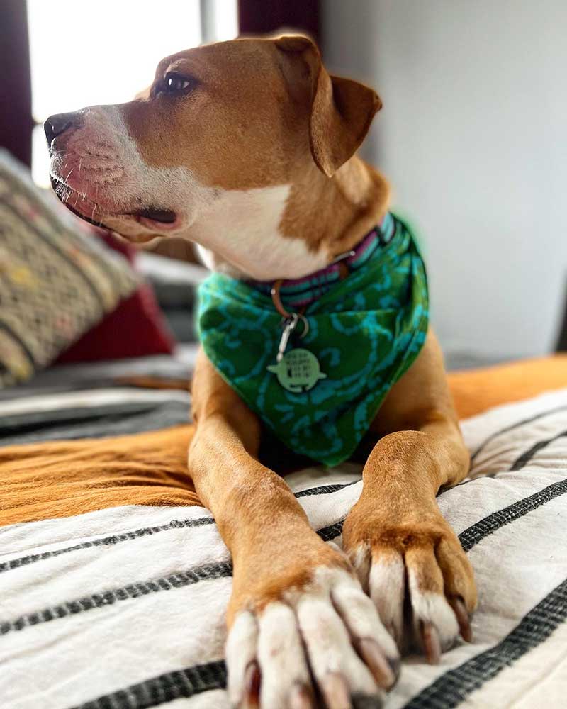 A tan and white boxer-mix dog with a green bandana. Her paws are in the extreme foreground while she looks up and away from the camera haughtily.